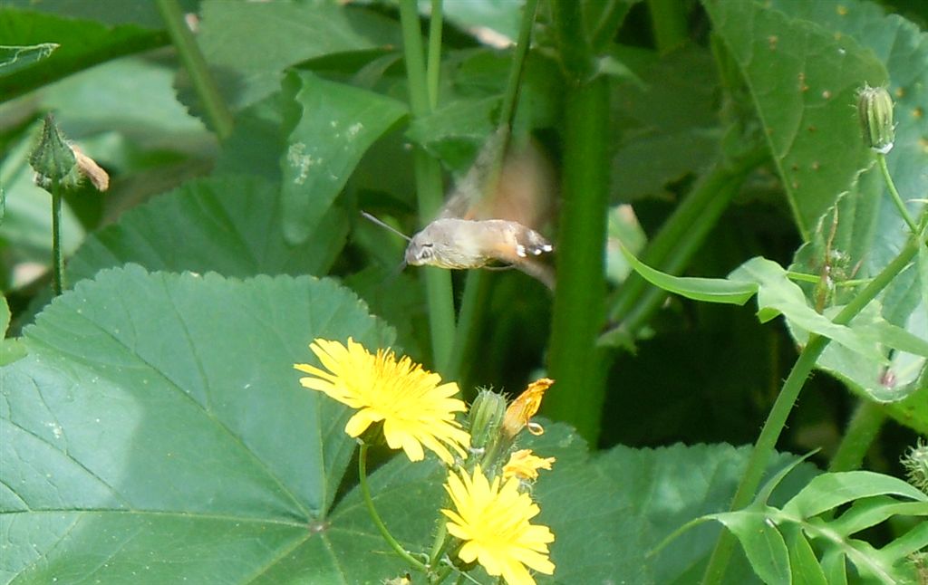 Macroglossum stellatarum